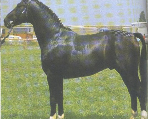 stallion Dozent (Hessian Warmblood, 1966, from Duft II)