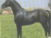 stallion Dozent (Hessian Warmblood, 1966, from Duft II)