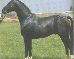 Deckhengst Dozent (Hessisches Warmblut, 1966, von Duft II)