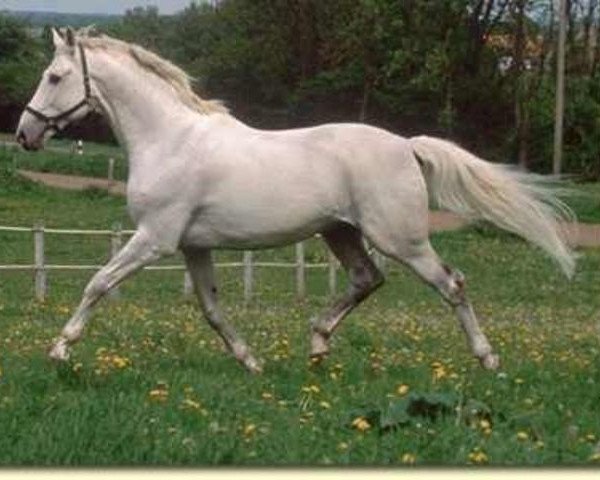 stallion Sonnenball 3496 (Mecklenburg, 1987, from Sonnenstrahl)