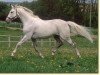 stallion Sonnenball 3496 (Mecklenburg, 1987, from Sonnenstrahl)