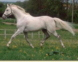 stallion Sonnenball 3496 (Mecklenburg, 1987, from Sonnenstrahl 3417)