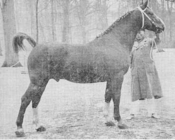 stallion Pasha (Gelderland, 1951, from L'Invasion AN)
