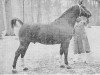 stallion Pasha (Gelderland, 1951, from L'Invasion AN)