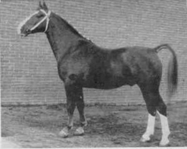 stallion Urgent (Gelderland, 1955, from Pasha)