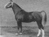 stallion Urgent (Gelderland, 1955, from Pasha)