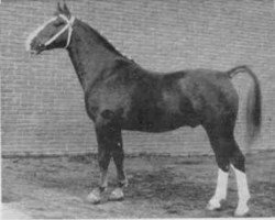 stallion Urgent (Gelderland, 1955, from Pasha)