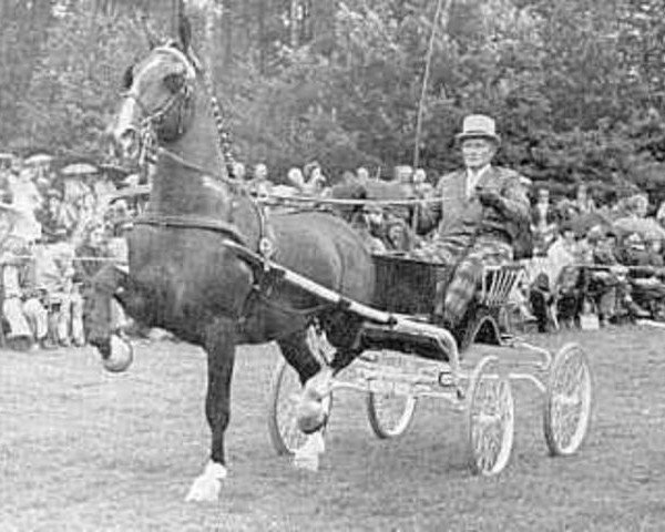 stallion Gloriant (Gelderland, 1965, from Oregon)