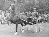 stallion Gloriant (Gelderland, 1965, from Oregon)