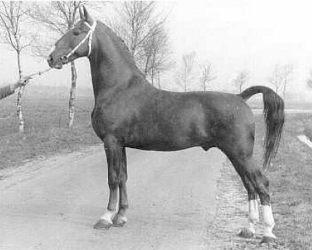 Deckhengst Oriant (KWPN (Niederländisches Warmblut), 1973, von Gloriant)