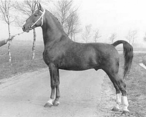 stallion Oriant (Royal Warmblood Studbook of the Netherlands (KWPN), 1973, from Gloriant)