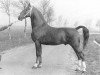 stallion Oriant (KWPN (Royal Dutch Sporthorse), 1973, from Gloriant)