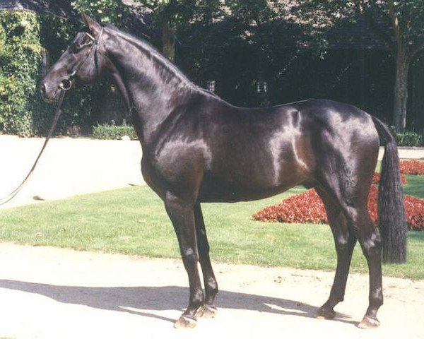 Pferd Ritterorden (Westfale, 1987, von Rex Fritz)