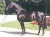 stallion Ritterorden (Westphalian, 1987, from Rex Fritz)
