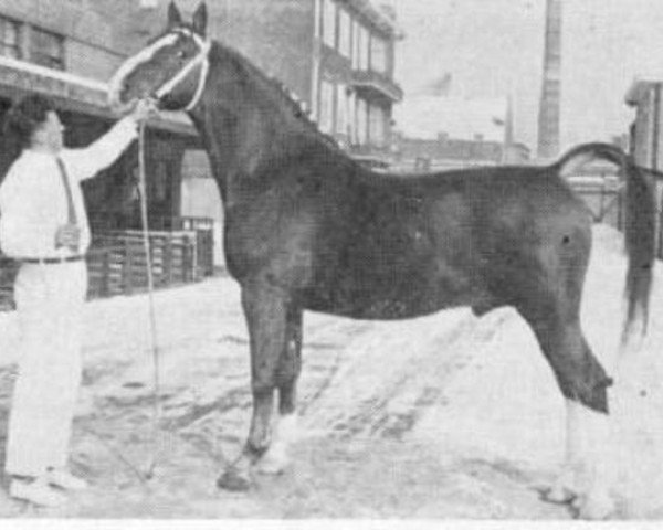 stallion Roland (Gelderland, 1952, from L'Invasion AN)