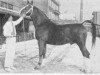 stallion Roland (Gelderland, 1952, from L'Invasion AN)