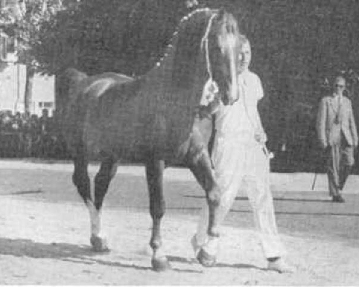 Deckhengst Virtuoos (Gelderländer, 1956, von Roland)