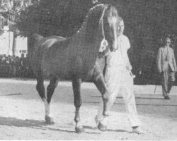 stallion Virtuoos (Gelderland, 1956, from Roland)