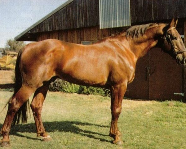 stallion Falkrich (ISSA Cob (Australia), 1985, from Falkland)