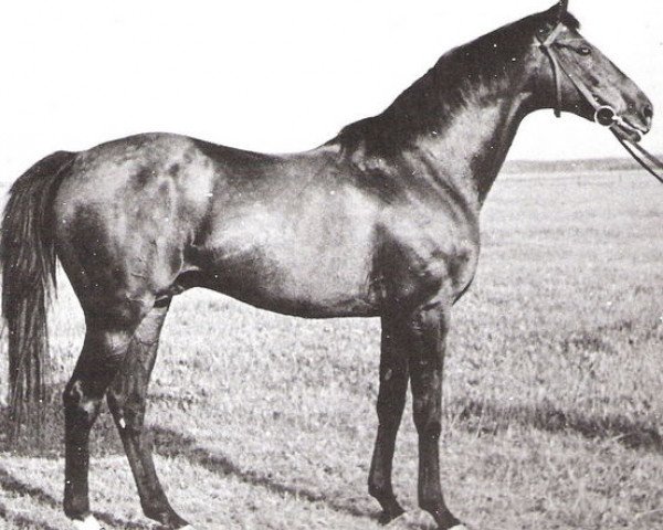 stallion Turysta xx (Thoroughbred, 1944, from Bellini xx)
