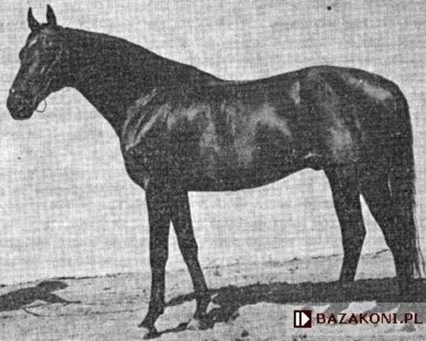 stallion Nemrod xx (Thoroughbred, 1961, from Aquino xx)