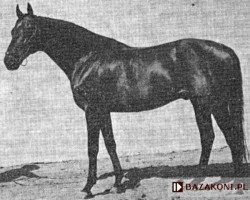 stallion Nemrod xx 5642 POL (Thoroughbred, 1961, from Aquino xx)