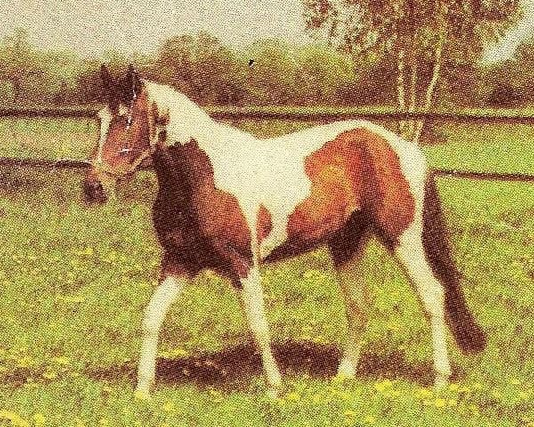stallion Alarm (Trakehner, 1979, from Rewanż)
