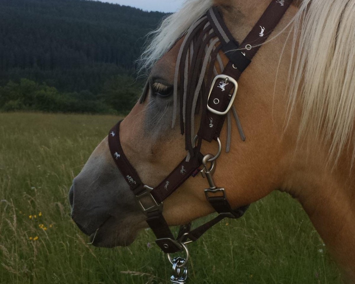 dressage horse Lucy (3,125% ox) (Edelbluthaflinger, 2011, from Special-Gold (6,25% ox))