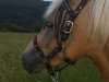 dressage horse Lucy (3,125% ox) (Edelbluthaflinger, 2011, from Special-Gold (6,25% ox))