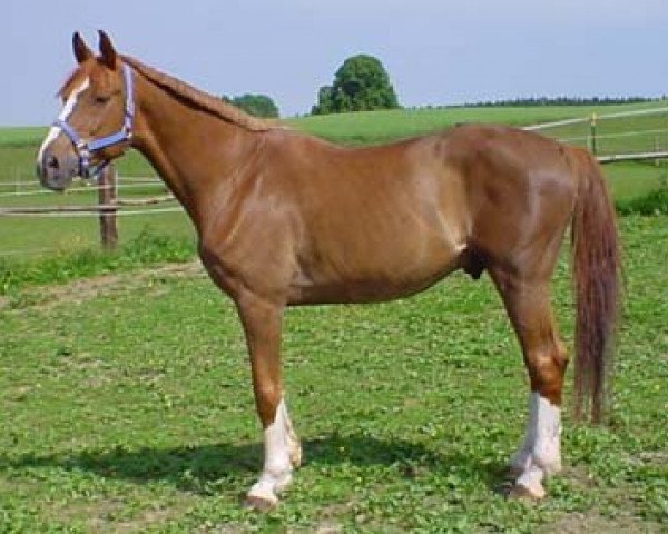 Pferd Rathenau (Bayer, 1988, von Rasso)