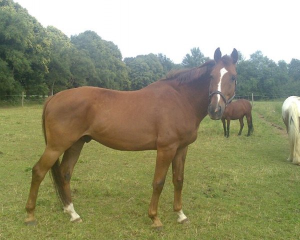 horse Filou (Hanoverian, 2000, from Federweisser)