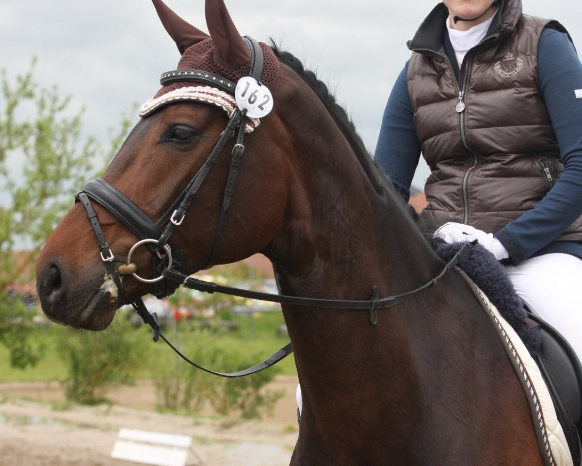 Zuchtstute Donna Felicia (Hannoveraner, 2007, von Don Crusador)