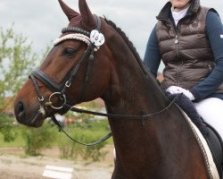 broodmare Donna Felicia (Hanoverian, 2007, from Don Crusador)