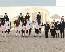 dressage horse Nawaro 6 (Trakehner, 2003, from K2 T)