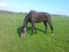 dressage horse So what (Hanoverian, 2010, from Soliman)