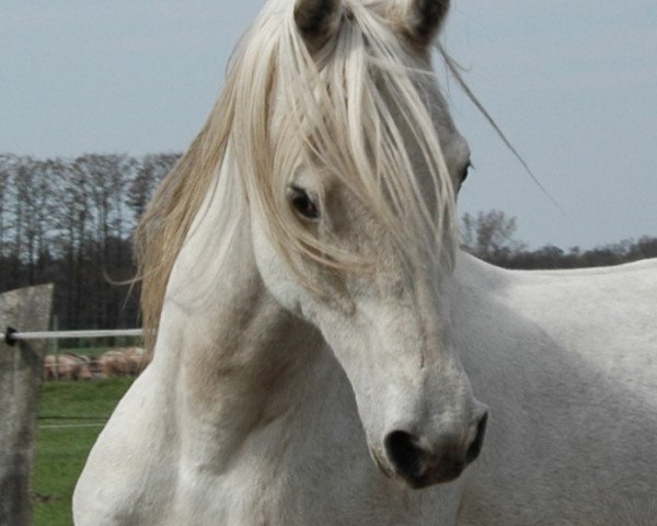 stallion Sethos ox (Arabian thoroughbred, 1997, from Hamasa Hirab EAO)