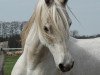 stallion Sethos ox (Arabian thoroughbred, 1997, from Hamasa Hirab EAO)