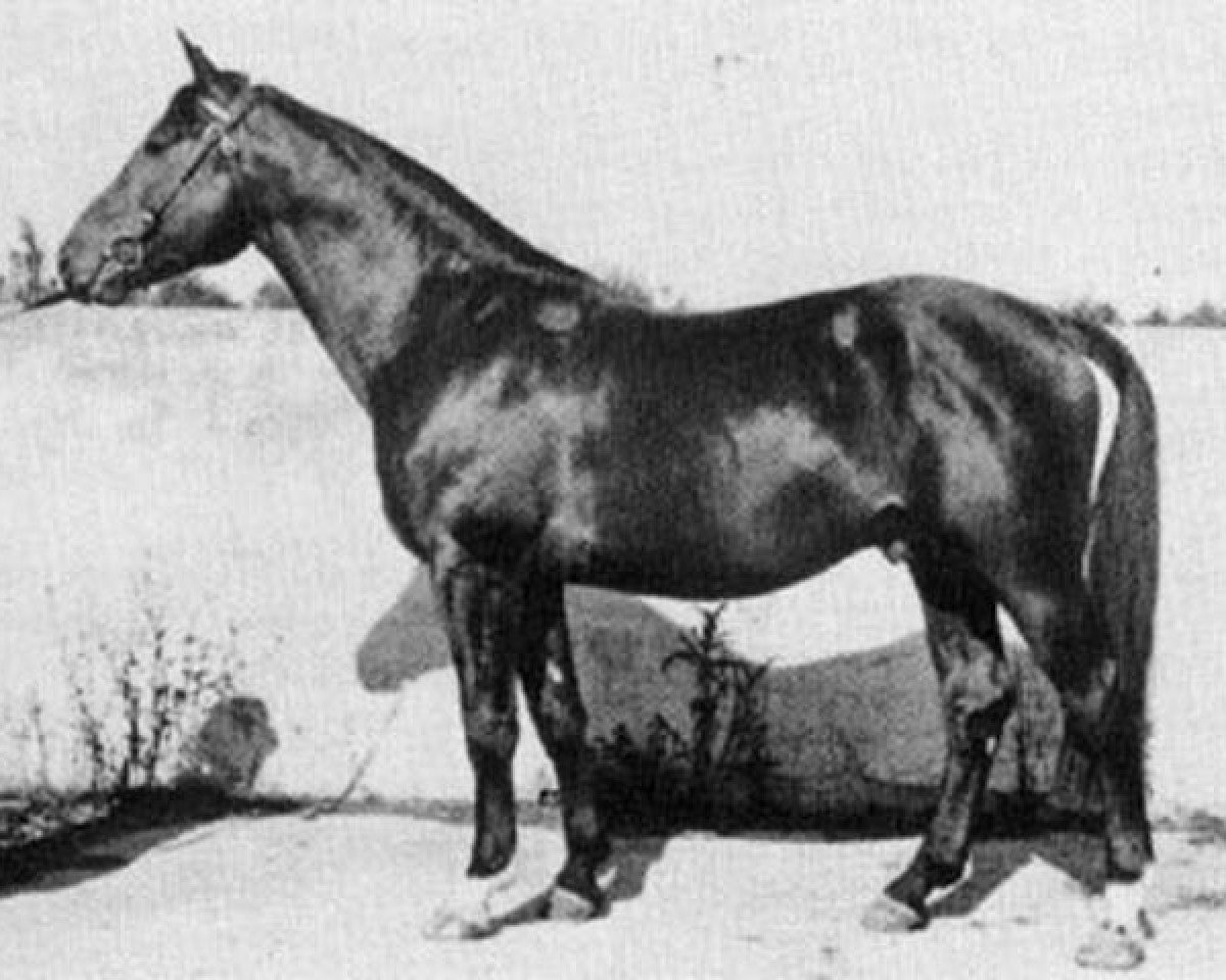 Deckhengst Oberon DH 167 (Dänisches Warmblut, 1957, von Varolio)