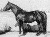 stallion Oberon (Danish Warmblood, 1957, from Varolio)