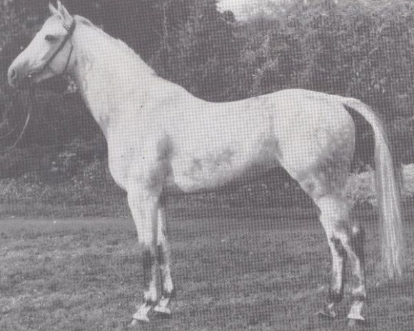 stallion Artus (Hessian Warmblood, 1972, from Angelo xx)