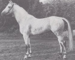 Deckhengst Artus (Hessisches Warmblut, 1972, von Angelo xx)