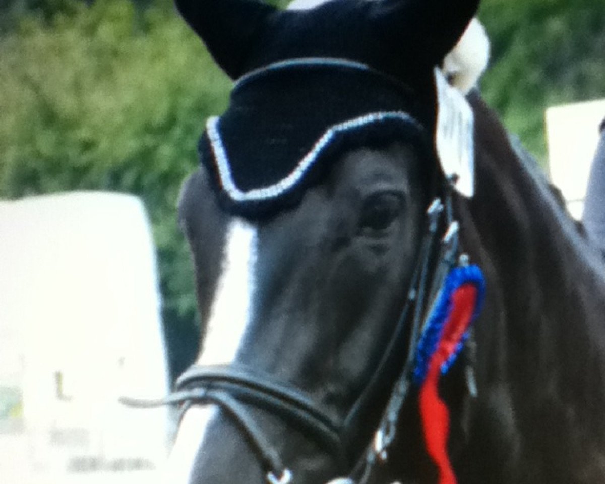 jumper Don Don Noir (Rhinelander, 2007, from Don Aqui)
