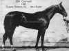 stallion Sluchai (Akhal-Teke, 1923, from Komek-Cherkez-Li)