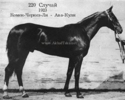 stallion Sluchai (Akhal-Teke, 1923, from Komek-Cherkez-Li)