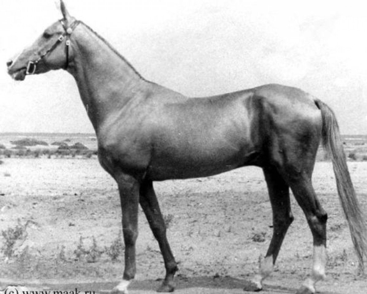 Deckhengst Kaltaman (Achal Tekkiner, 1963, von Fakirpelvan)