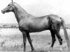 stallion Kaltaman (Akhal-Teke, 1963, from Fakirpelvan)