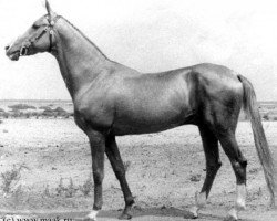 stallion Kaltaman (Akhal-Teke, 1963, from Fakirpelvan)