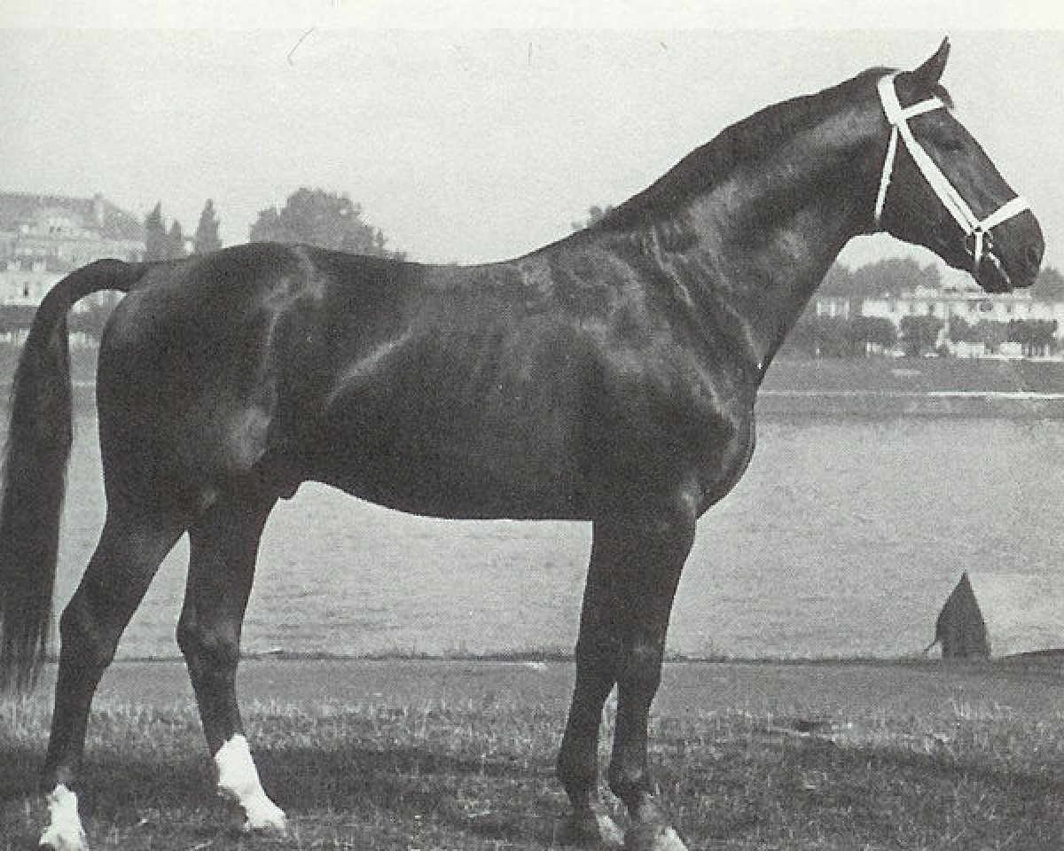 Deckhengst Goldfalk (Hannoveraner, 1943, von Goldfisch II)
