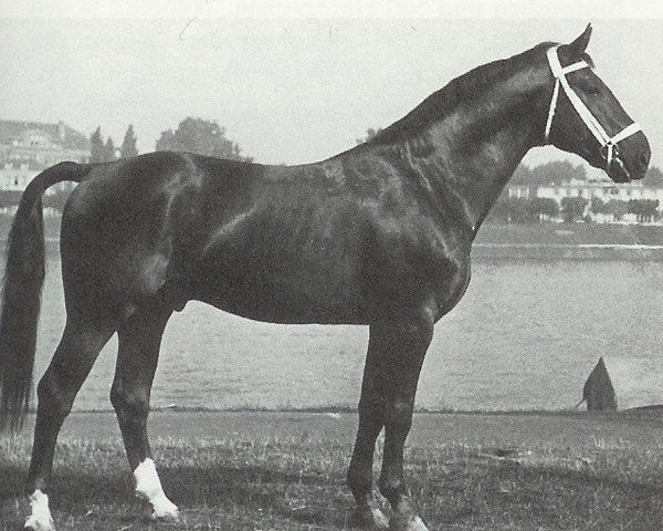 stallion Goldfalk (Hanoverian, 1943, from Goldfisch II)