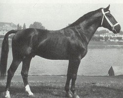 stallion Goldfalk (Hanoverian, 1943, from Goldfisch II)